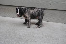 Our puppies as well as parents are very healthy with no history of health problems. Ckc Registered Olde English Bulldogge Puppies For Sale Dacula Ga Patch