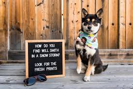 Fresh Prince Of Bel Air Letterboard Quotes Will Smith Letterboard Quotes Fresh Prince Quotes Shiba Inu Pup Fresh Prince Of Bel Air Prince Quotes Letter Folk