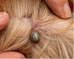 Ok how long will a tick stay on my dog for?? Ticks On Horses Biology Prevention And Control