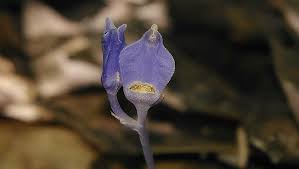 Image result for Burmannia madagascariensis