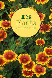 13 Can T Kill Flowers For Beginners Plants Planting Flowers Backyard Garden