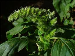 Image result for Amaranthus hybridus