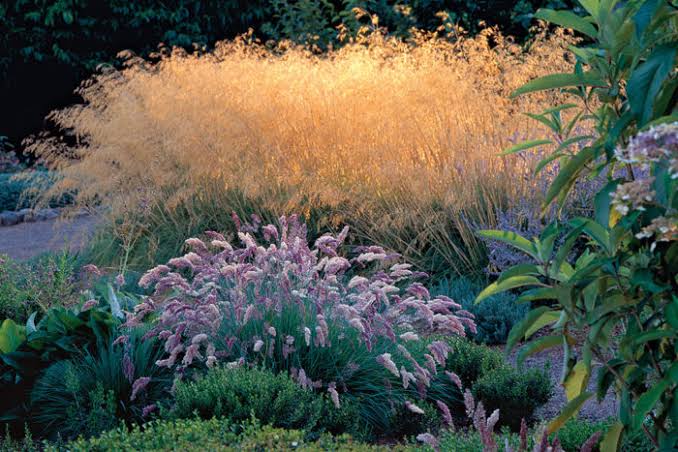 secret garden Ornamental Grasses