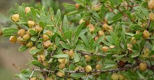 Image result for Gymnosporia tenuispina