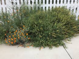 Image result for Landolphia camptoloba