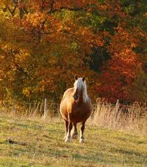 Ab wann fängt der herbst an. Futterung Im Herbst Bereiten Sie Ihr Pferd Auf Den Winter Vor