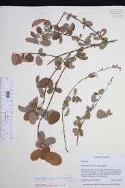 Image result for Grona heterocarpos