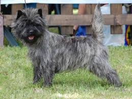 Image result for cairn teriér