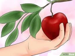 Maybe you would like to learn more about one of these? Cara Mencangkok Pohon Apel Dengan Gambar Wikihow