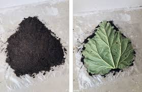 Diy Beton Pflanzschalen Aus Rhabarberblattern Fur Den Garten Fashion Kitchen Pflanzschale Pflanzen Garten Beton