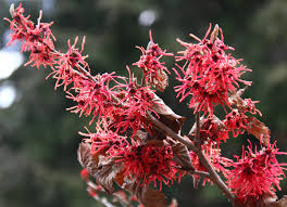 Maybe you would like to learn more about one of these? The Flower That Blooms In The Winter Penn Today