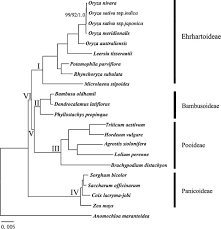 Image result for Leersia tisserantii