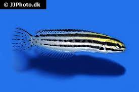 Use them in commercial designs under lifetime, perpetual & worldwide rights. Meiacanthus Grammistes Striped Poison Fang Blenny