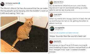 4,462 jumping cat stock video clips in 4k and hd for creative projects. Pet Owners On Twitter Compete Over Who Has World S Worst Cat Daily Mail Online