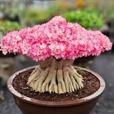 Image result for Adenium