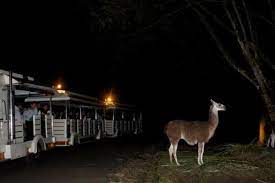 Selain mengetahui jadwal buka tutup di jalur menuju puncak, anda juga bisa mencari jalur alternatif. Besok Safari Malam Tutup Sementara Waktu Di Taman Safari Bogor