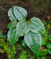Image result for Clutia sessilifolia