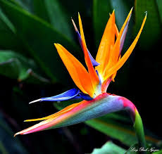 Mature Bird Of Paradise Plant For Sale Follow The West Wind Bird Of Paradise By Longbachnguyen On Flickr Paradise Flowers Birds Of Paradise Flower Birds Of Paradise
