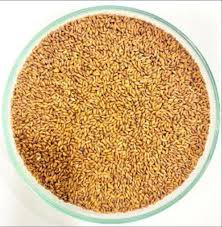 Image result for Setaria italica