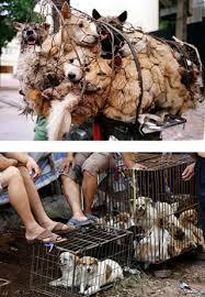 Chaque année à yulin en chine, plus de 10.000 chiens sont abattus dans la petite bourgade du guangxi. Stop A La Torture Et Au Massacre Des Chiens Et Des Chats Au Festival De Yulin Lscv