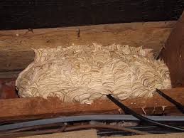 Removing common wasp nests from a loft in Merseyside, UK