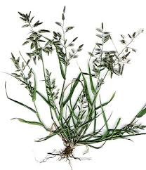 Image result for Eragrostis welwitschii