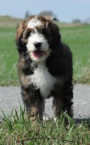 Bernedoodle Black And White Doodle Dog Bernedoodle Bernedoodle Doodle Dog Dogs