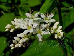 Image result for Fagopyrum esculentum