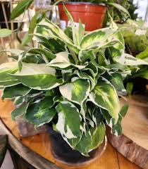 Image result for beautiful dieffenbachia