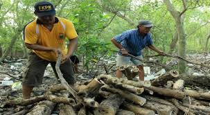 Syarat dan cara membuat kartu tanda anggota perpustakaan juga jadi kangen sama perpustakaan umum kalimantan timur. Polhut Lutim Amankan Kayu Illegal Logging Okezone News