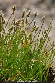 Image result for Eleocharis mutata