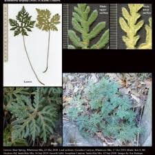 Image result for Pteridaceae