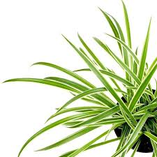 Image result for Chlorophytum anceps