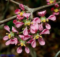 Image result for Malpighia