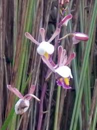 Image result for Eulophia caricifolia