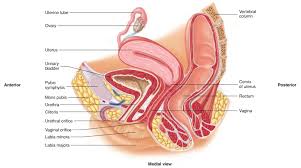 Test your knowledge on the. Female Reproductive System