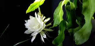 Find great deals on ebay for orchid cactus queen of the night. Queen Of The Night Cactus