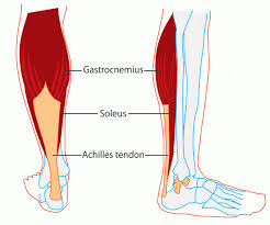 Cardiovascular system of the leg and foot.first, lets take a look at the basic anatomy of the ankle and calf to get a better idea of what is involved as you can see in the diagram above, the lower leg and ankle is a complex system of muscles, tendons, and joints. Calf Muscle Anatomy Docpods