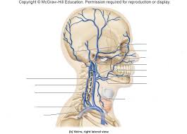 These vessels transport blood cells, nutrients, and oxygen to the tissues of the body. Neck Veins Anatomy Anatomy Drawing Diagram
