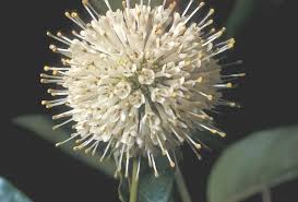 Image result for Cephalanthus