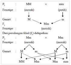 Untuk membuktikan apakah lingkungan menyebabkan perubahan sifat yang menurun (teori lamarck) weismann melakukan percobaan dengan memotong ekor tikus, lalu mereka dikawinkan. Latihan Soal Persilangan Monohibrid Dan Dihbrid Quizizz