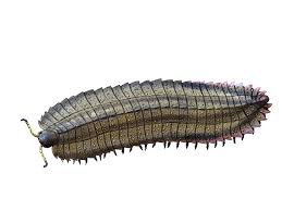 Arthropleura Is An Extinct Millipede Beach Towel For Sale By Nobumichi Tamura