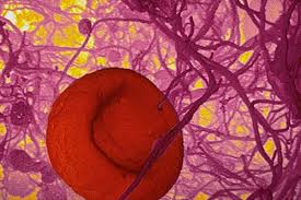 Image result for Fibrinogen