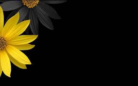 Posted by admin posted on may 21, 2019 with no comments. Flowers Yellow Flowers Black Background Wallpapers Hd Desktop And Mobile Backgrounds