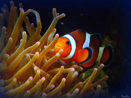 Clownfish Varieties 9 Most Popular Clownfish For The Home