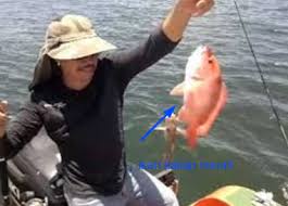 Insya allah saya upload video :✓ senin, rabu dan jum'at ✓ jam 16:00 gmt+7 wib. Ikan Kakap Merah Umpan Dan Teknik Mancing Ikan Kakap Merah Di Sungai Terbaru