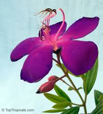 Image result for Tephrosia lurida