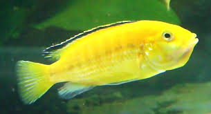 African cichlids prefer to be kept in an aquariums with other african cichlids only, as they are territorial and require specific water conditions. Electric Yellow Cichlid Labidochromis Caeruleus Tropical Fish Keeping