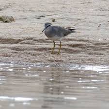 Image result for Tragia brevipes