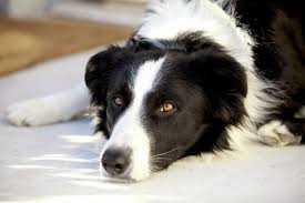 Border Collies Are A Healthy Breed But They Are More Prone To Certain Health Problems Than Other Dogs Learn The Common Health P Pregnant Dog Dog Training Pets